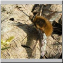 Bombylius major - Wollschweber m01.jpg